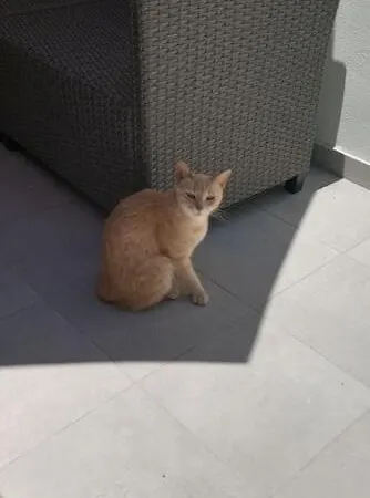 Stamatias Home, Fully Equipped 5 Minutes From The Sea 別荘 *